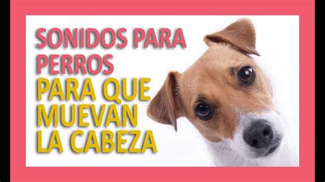 Sonidos Para Perros Para Que Muevan La Cabeza Youtube