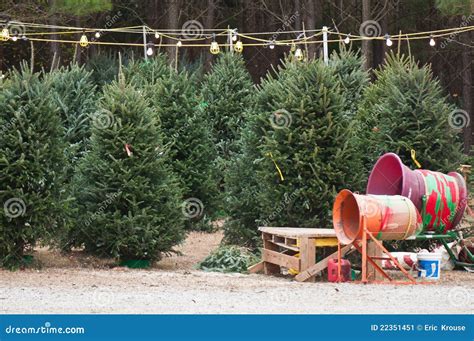 Christmas Tree Lot Stock Image Image 22351451