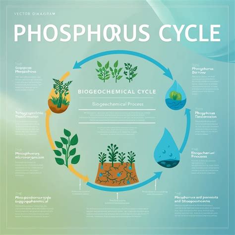 Diagrama De La Tabla De Educación Del Ciclo Biogeoquímico Del Ciclo Del