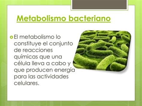 Metabolismo Y Nutrici N Bacteriana Ppt