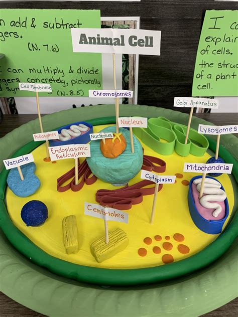 Grade 8 Plant Cell Project