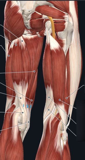 Posterior Thigh Muscles Diagram Quizlet