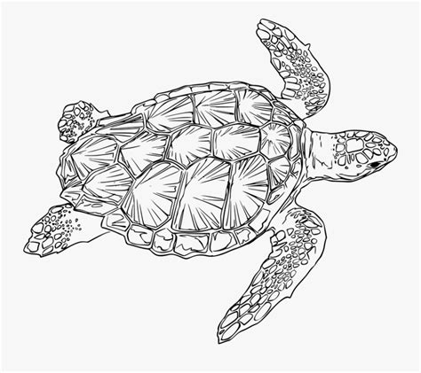 Realistic Turtle Black And White Clipart Free Transparent Clipart