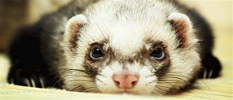 10 Interesting Facts That You Don’t Know About Ferrets Tail And Fur