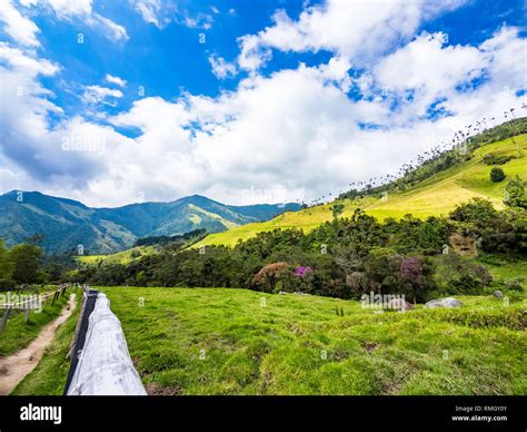 Beautiful day hiking scenery of Cocora Valley in Salento, Colombia ...