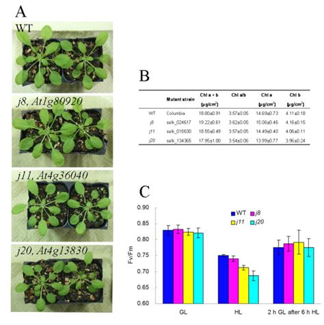 Phenotypes Of Dnaj Protein Knockout Mutants A Images Of Week Old