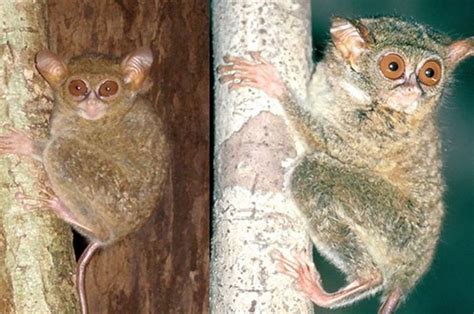 Penemuan Dua Spesies Baru Tarsius Di Sulawesi National Geographic