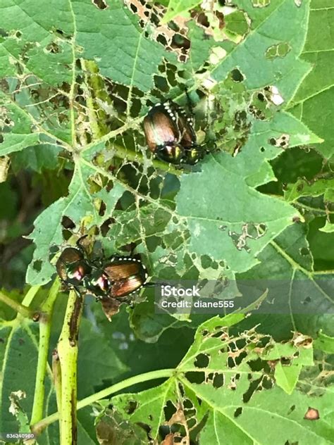 Japanese Beetles Destroy A Plant Stock Photo Download Image Now