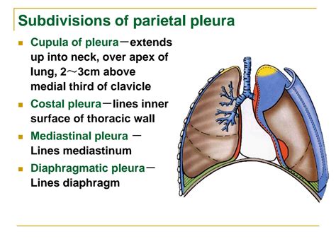 Solution Lung And The Diaphragm Anatomy Pleura Vascular Nerve