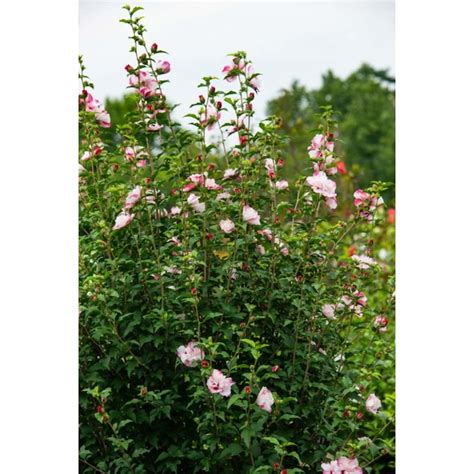 Spring Hill Nurseries Pink Strawberry Smoothie Althea Pink Flowering