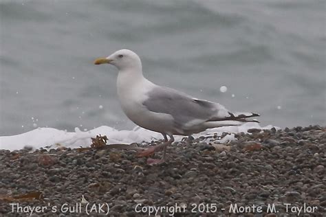 Iceland Gull