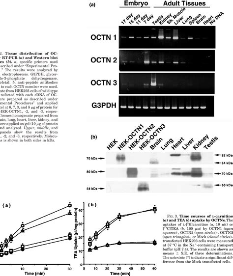 Figure From Molecular And Functional Characterization Of Organic