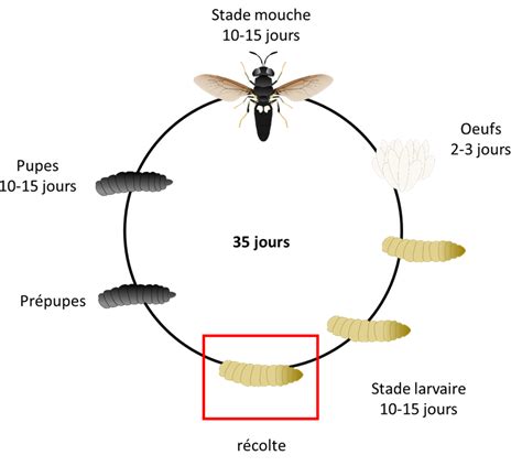 Insectes CLEIC