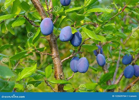 Árvore De Ameixa Frutos Na Queda Foto de Stock Imagem de maduro