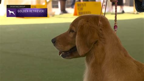 Retrievers Golden Breed Judging 2023 YouTube