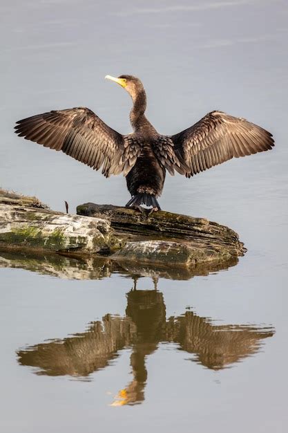 Premium Photo Double Crested Cormorant Reflection With Its Wings Wide