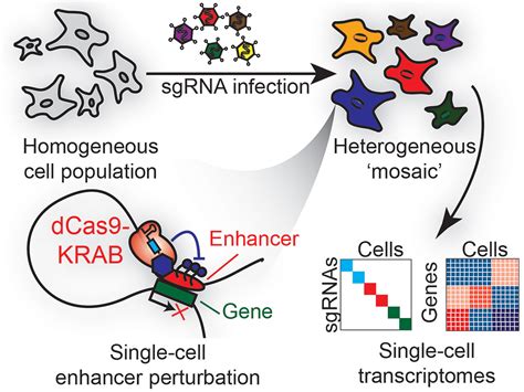 Single Cell Analysis For A More Perfect Cell Biology