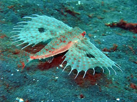 AWESOME BLOG: AWESOME COOL - Deep Sea Creatures Photo Collection (10 pics)