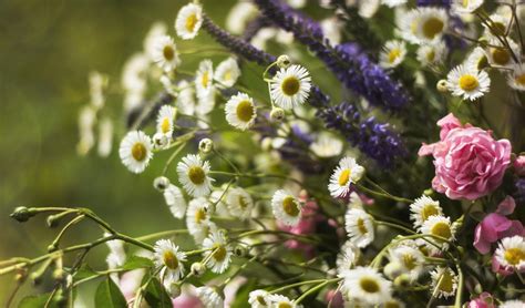 Bloemen Knippen In De Pluktuin Nieuws Uit De Regio Ouder Amstel