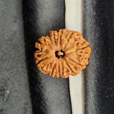 India 1ek Mukhi Rudraksha In Half Moon Shape Yashvriddhi