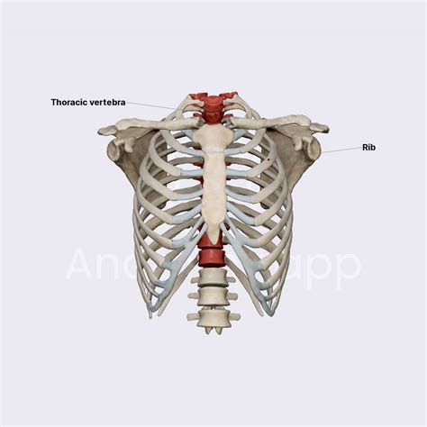 Thoracic Vertebrae Thorax Thorax Anatomy App Learn Anatomy 3D