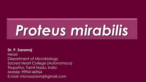 Proteus Mirabilis YouTube