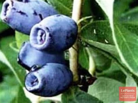 Жимолость съедобная 'Соска' — описание сорта, характеристики | на ...