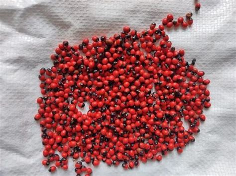 Red And Black Natural Abrus Precatorius Rosary Pea Packaging Type