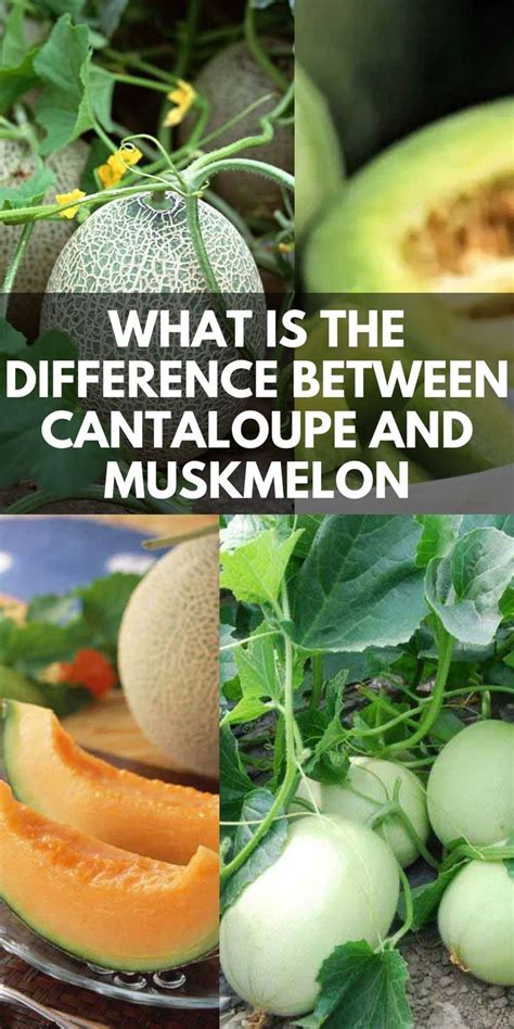 Cantaloupe Vs Muskmelon What Is The Difference Between Cantaloupe And