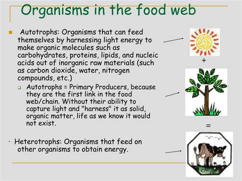 Ppt Lecture 9a Biogeochemical Cycles Powerpoint Presentation Free Download Id 2897476