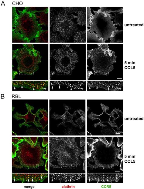 Agonist Induced Endocytosis Of Cc Chemokine Receptor 5 Is Clathrin