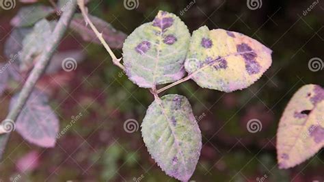 Plant Disease, Black Spot Disease on Rose Leaf Stock Image - Image of ...