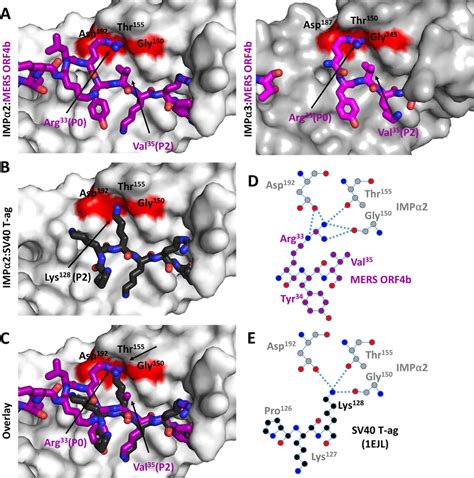 Mers Orf B Interacts With Imp Via An Unusual P Arg Binding Mechanism