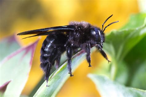 Insectos Descomponedores