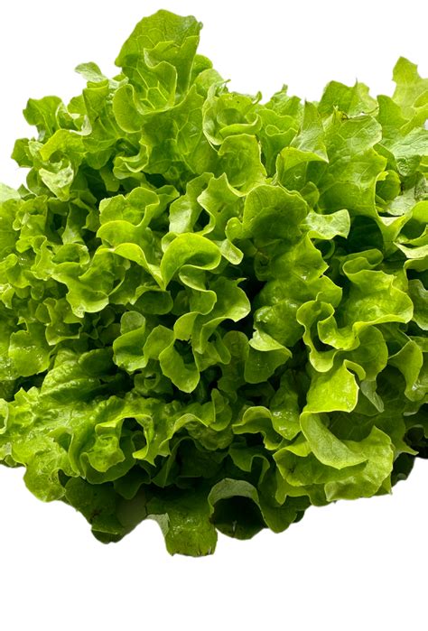 Feuille de chêne blonde Boutique Drive Jardin d Ethan