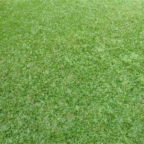 Jual Rumput Gajah Mini 1 Meter Shopee Indonesia