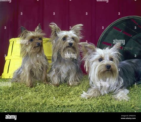 Three Yorkshire Terriers And Baskets Stock Photo Alamy