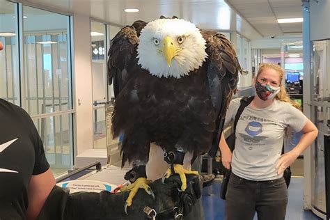 Massive Bald Eagle Surprised Passengers At North Carolina Airport