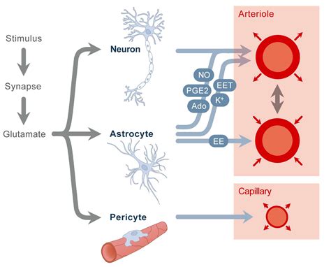 Jcm Free Full Text Retinal Neurovascular Coupling In Diabetes