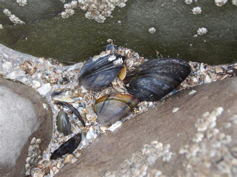 Common Mussel Mytilus Edulis British Nature Guide