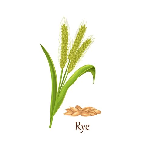 Premium Vector Rye Grass Cereal Crops Agricultural Plant