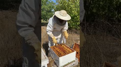 Tratando colmenas para ácaro varroa varroa abejas apicultura