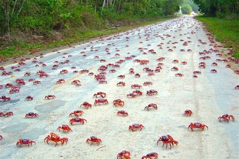 The Million Crab Migration Is In Full Swing On Christmas Island Christmas Island Crabs