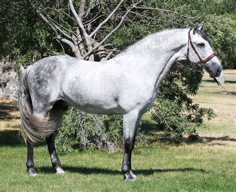 Los Mejores Caballos Del Mundo Descubre Quiénes Lideran La Lista