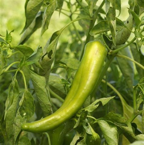 Anaheim Chile Pepper Seeds 2,500 Scoville New Mexico Hatch Green Chili ...