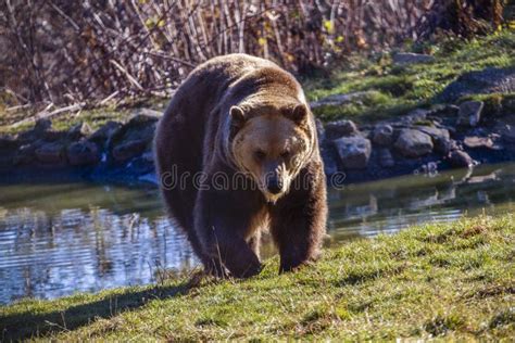 Arctos Europeus Dos Arctos Do Ursus Do Urso Marrom Que Apreciam Um