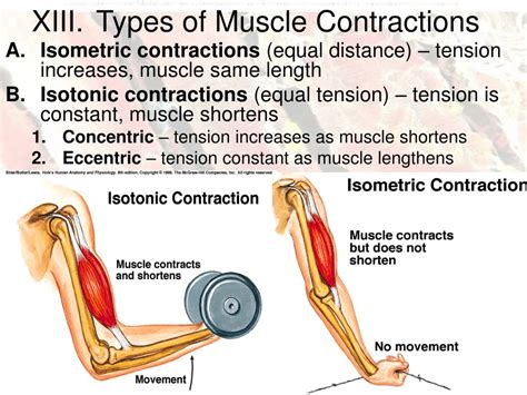 Ppt Ch 7 Muscular System Powerpoint Presentation Free Download