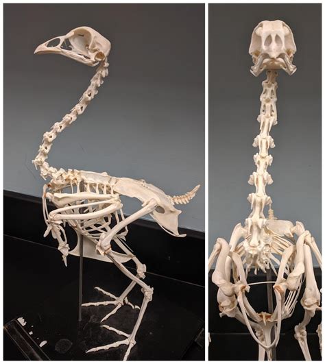 Gallus Chicken Skeleton Diagram Quizlet