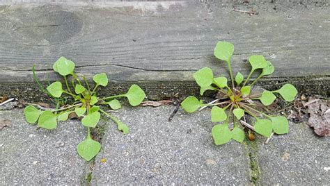 Introducing The Summer Of Weeds Awkward Botany