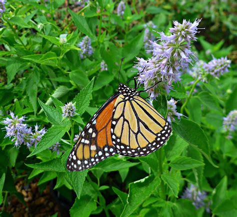 Anise Hyssop Agastache Foeniculum Is A Native Perennial That Keeps